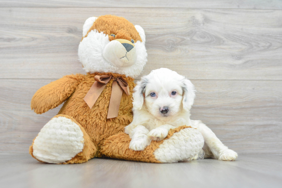 Hypoallergenic Aussiepoo Poodle Mix Puppy