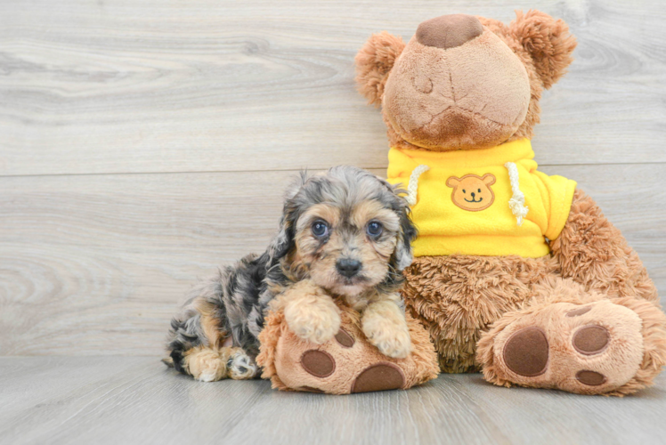 Mini Aussiedoodle Puppy for Adoption