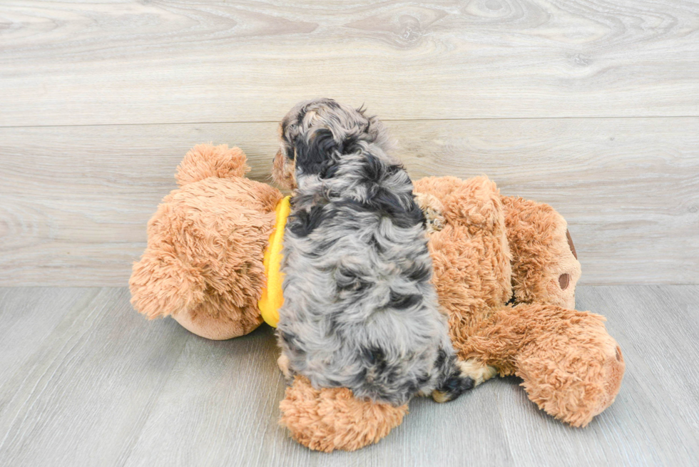 Mini Aussiedoodle Puppy for Adoption