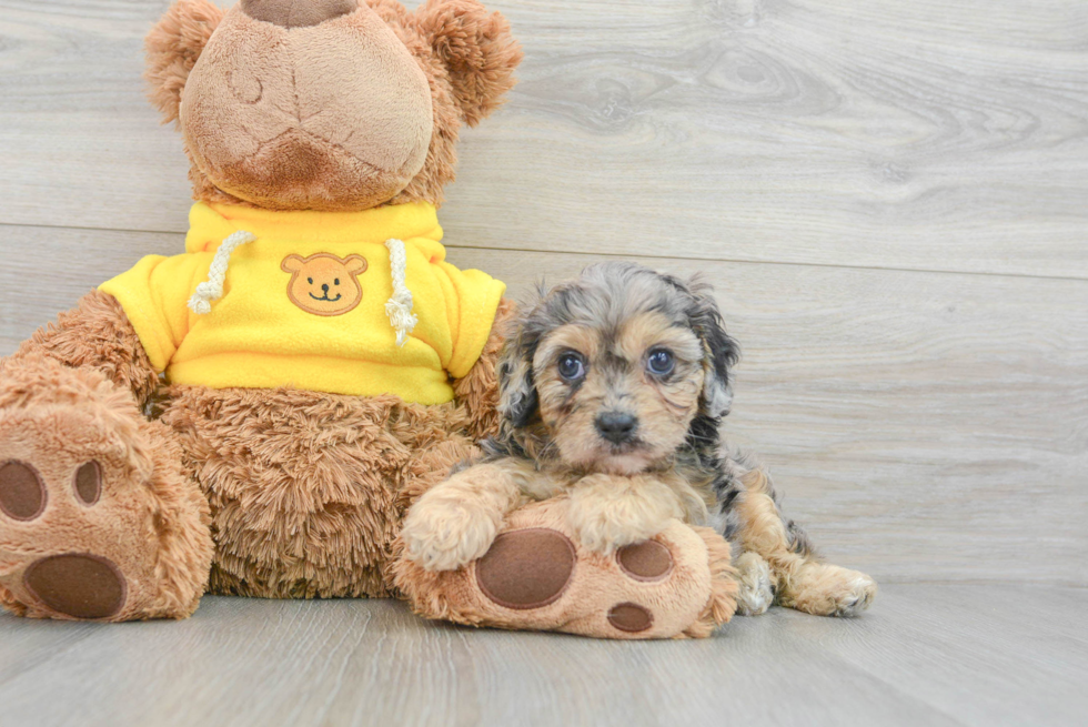 Mini Aussiedoodle Puppy for Adoption