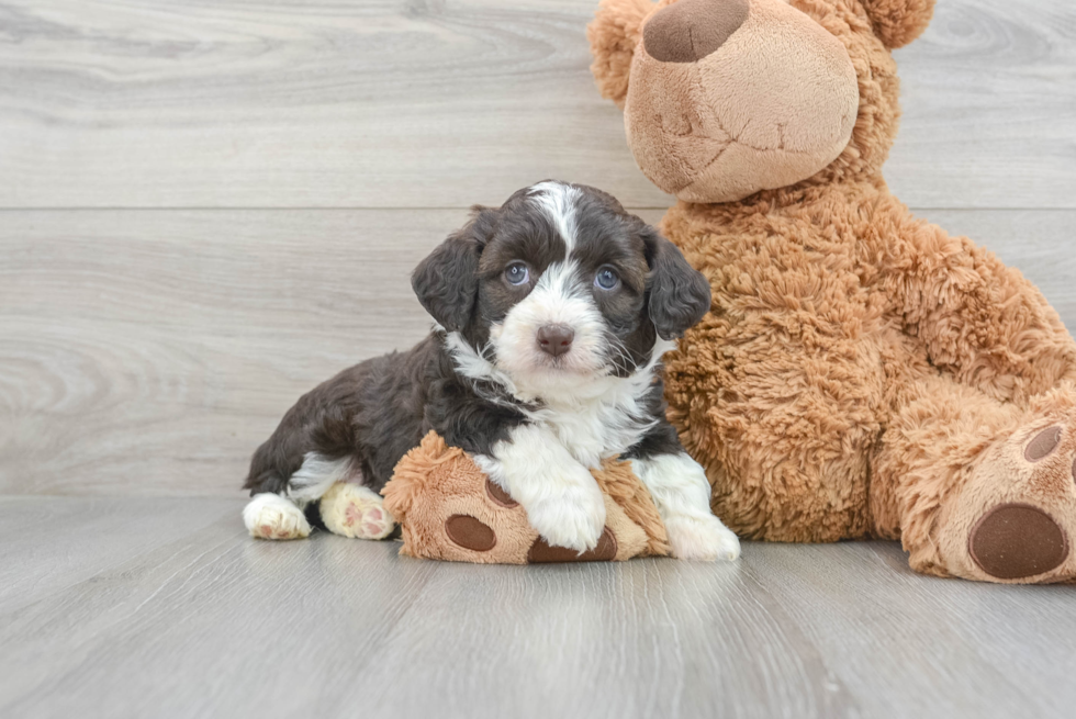 Energetic Aussiepoo Poodle Mix Puppy