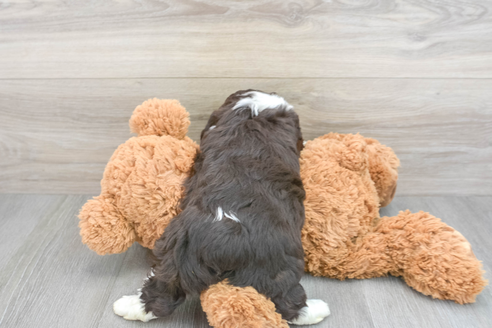 Mini Aussiedoodle Puppy for Adoption