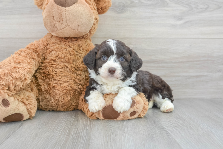 Mini Aussiedoodle Pup Being Cute