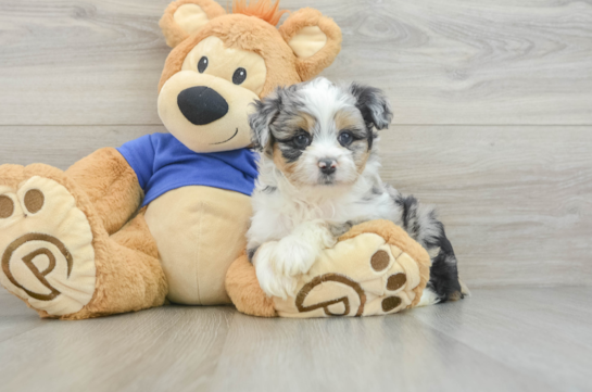 Mini Aussiedoodle Pup Being Cute