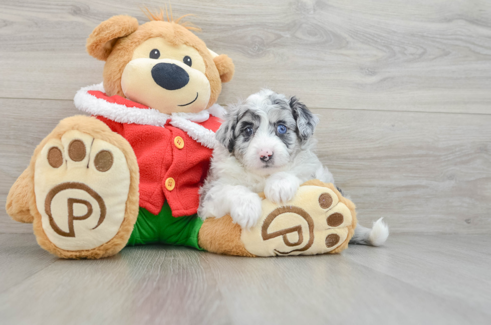 5 week old Mini Aussiedoodle Puppy For Sale - Premier Pups