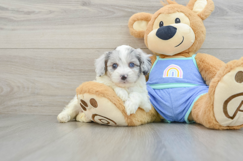 5 week old Mini Aussiedoodle Puppy For Sale - Premier Pups