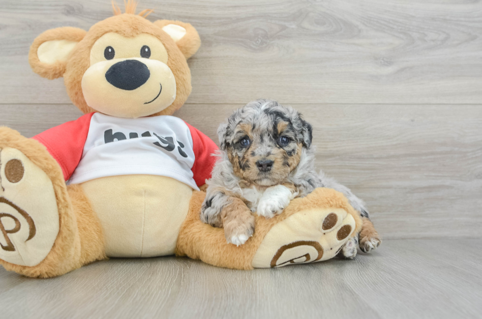 5 week old Mini Aussiedoodle Puppy For Sale - Premier Pups