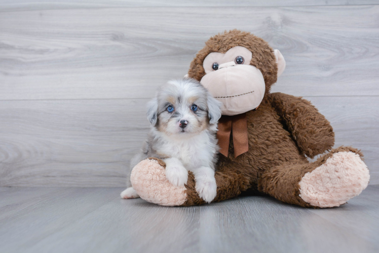 Mini Aussiedoodle Pup Being Cute