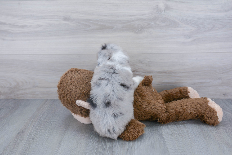 Mini Aussiedoodle Pup Being Cute