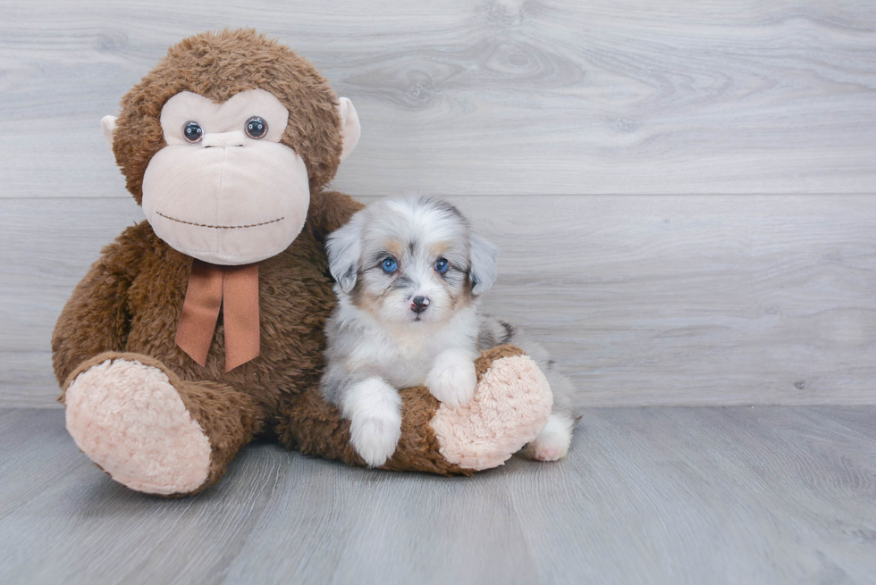 Energetic Aussiepoo Poodle Mix Puppy