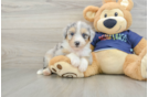 Best Mini Aussiedoodle Baby