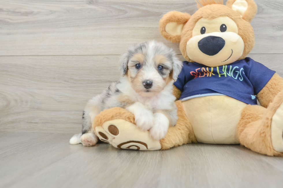 Best Mini Aussiedoodle Baby