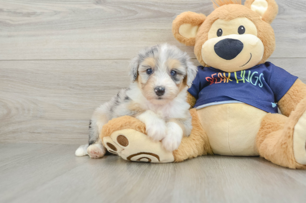 5 week old Mini Aussiedoodle Puppy For Sale - Premier Pups