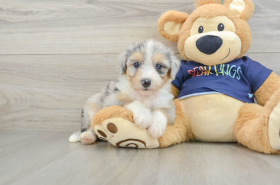 Best Mini Aussiedoodle Baby