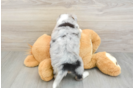 Adorable Mini Australian Shepherd X Poodle Mix Poodle Mix Puppy