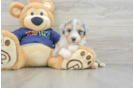 Best Mini Aussiedoodle Baby