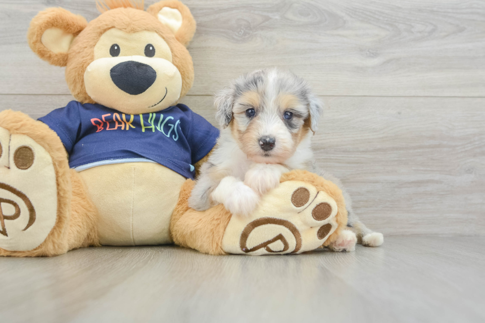 Best Mini Aussiedoodle Baby