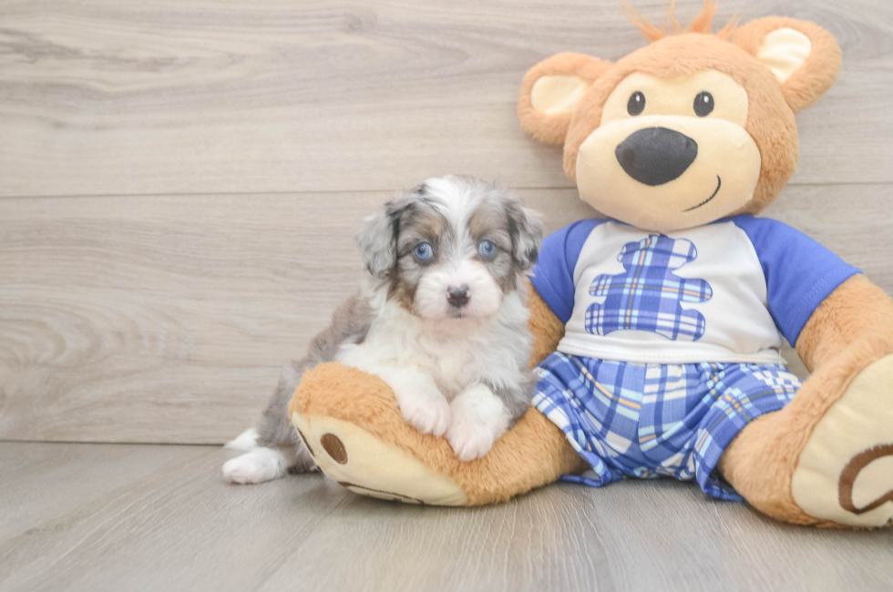 5 week old Mini Aussiedoodle Puppy For Sale - Premier Pups