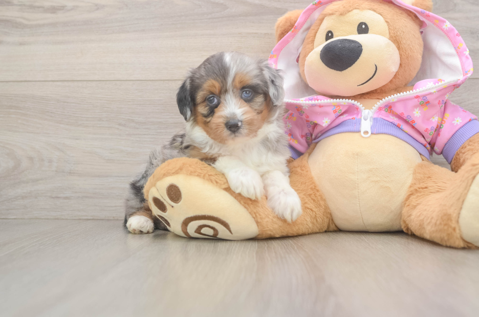 5 week old Mini Aussiedoodle Puppy For Sale - Premier Pups