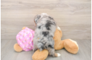 Mini Aussiedoodle Pup Being Cute