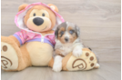 Mini Aussiedoodle Pup Being Cute