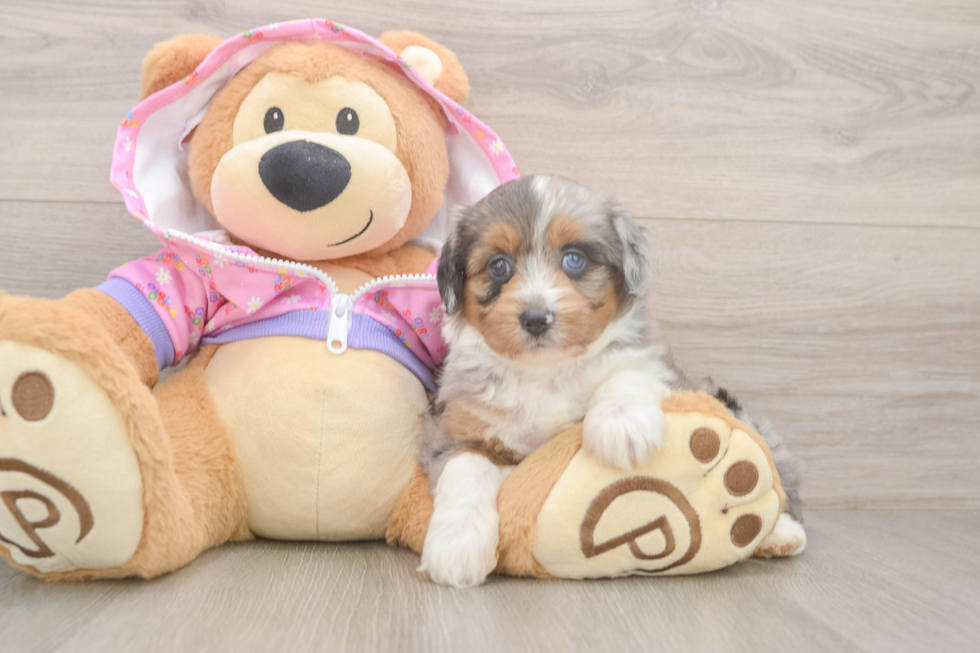 Mini Aussiedoodle Pup Being Cute