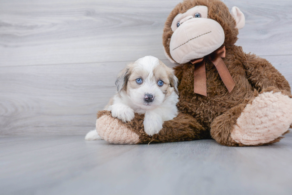 Petite Mini Aussiedoodle Poodle Mix Pup