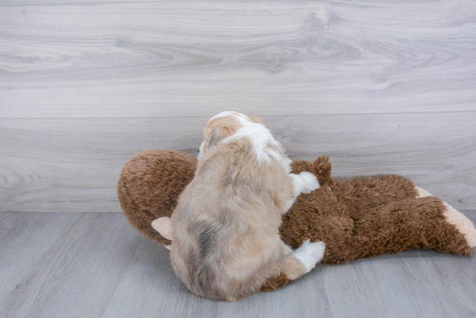 Best Mini Aussiedoodle Baby