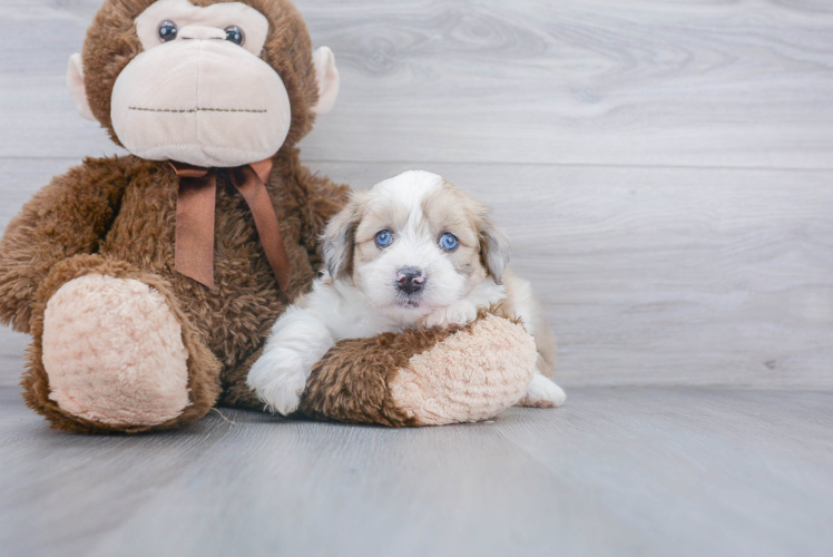 Adorable Aussiepoo Poodle Mix Puppy