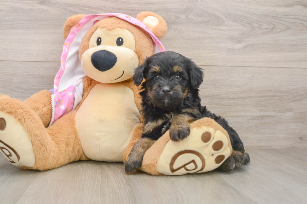 Mini Aussiedoodle Pup Being Cute