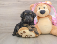 8 week old Mini Aussiedoodle Puppy For Sale - Premier Pups