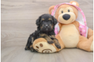 Adorable Aussiepoo Poodle Mix Puppy