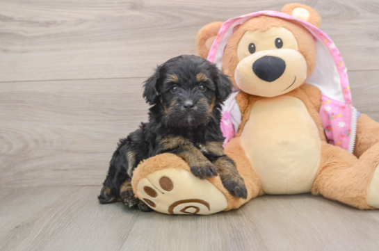 Adorable Aussiepoo Poodle Mix Puppy