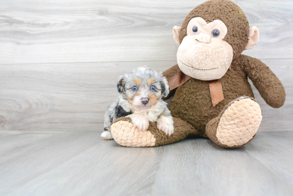 Adorable Aussiepoo Poodle Mix Puppy