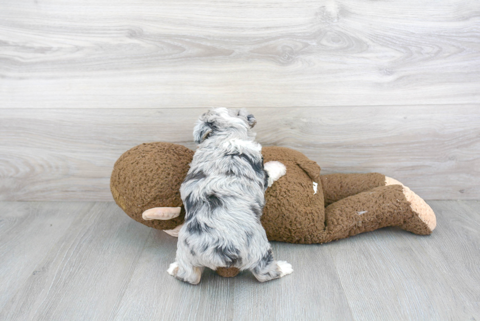 Mini Aussiedoodle Pup Being Cute