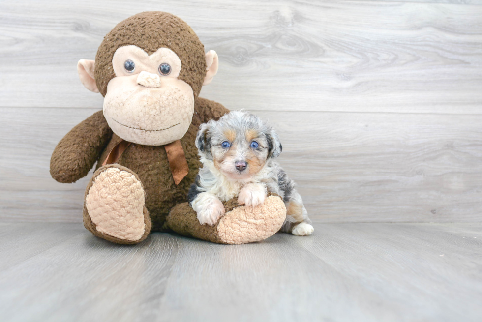 Mini Aussiedoodle Pup Being Cute