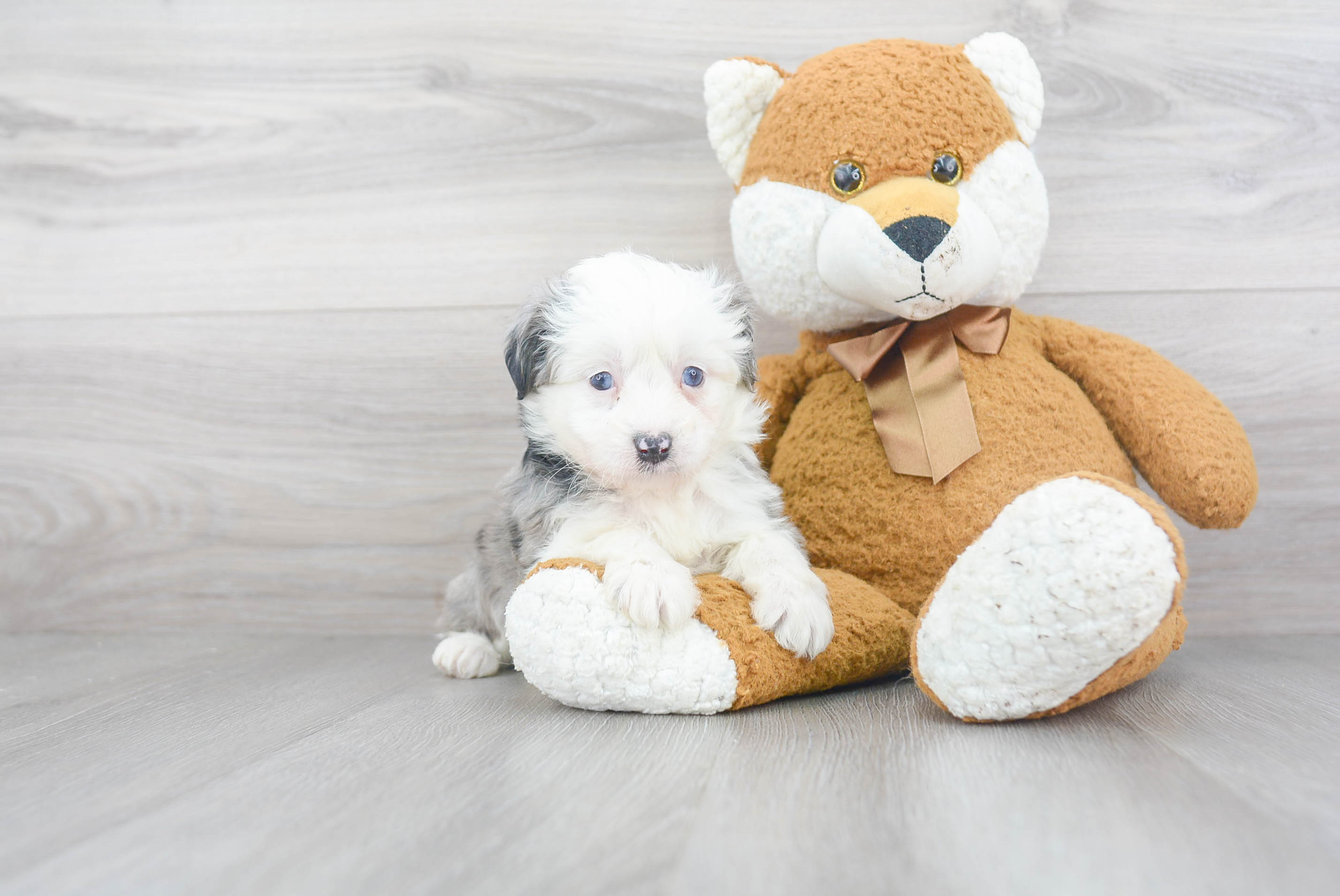 Playful Aussiepoo Poodle Mix Puppy