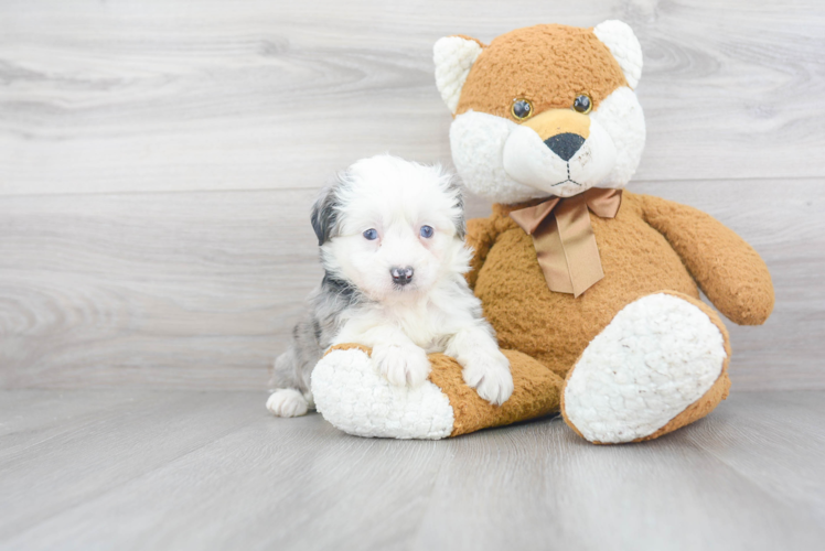 Playful Aussiepoo Poodle Mix Puppy