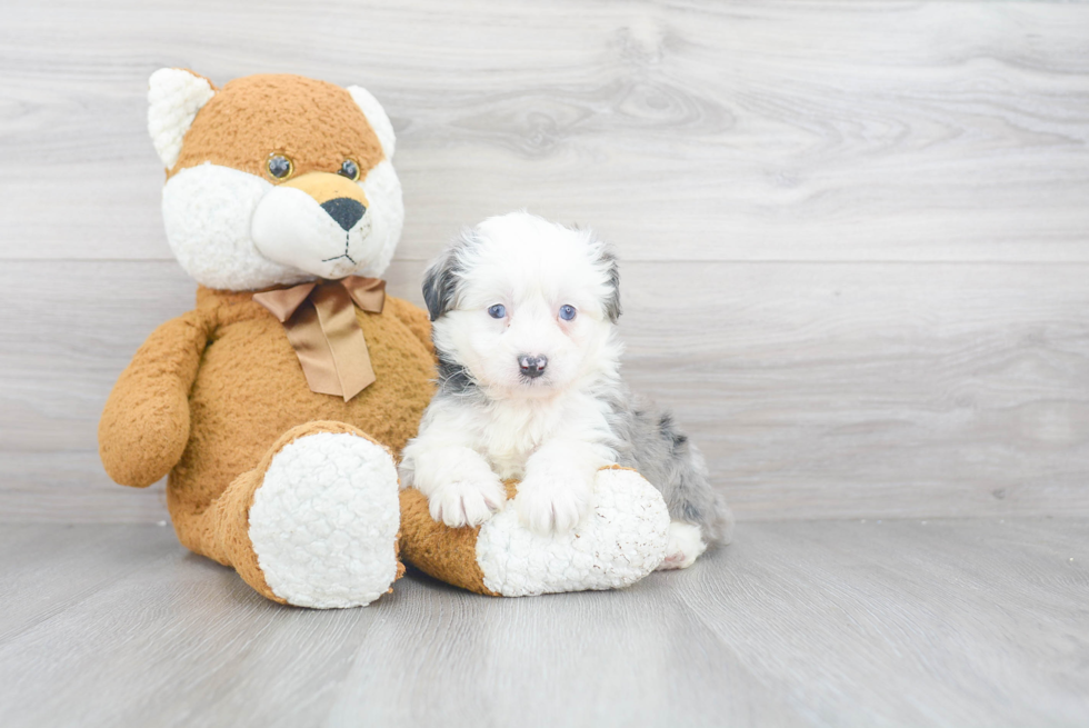 Adorable Aussiepoo Poodle Mix Puppy