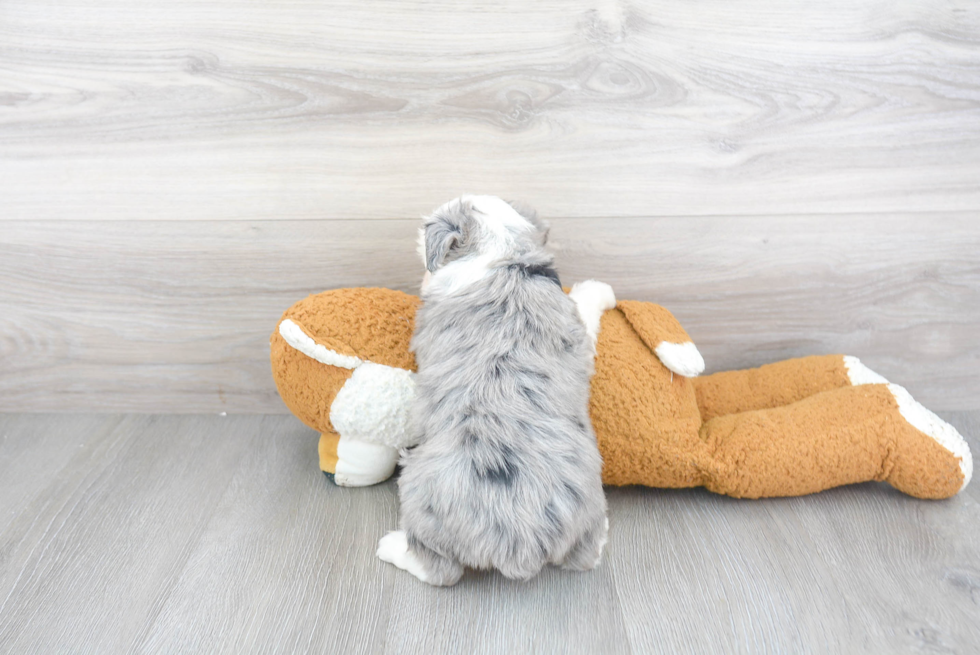 Friendly Mini Aussiedoodle Baby