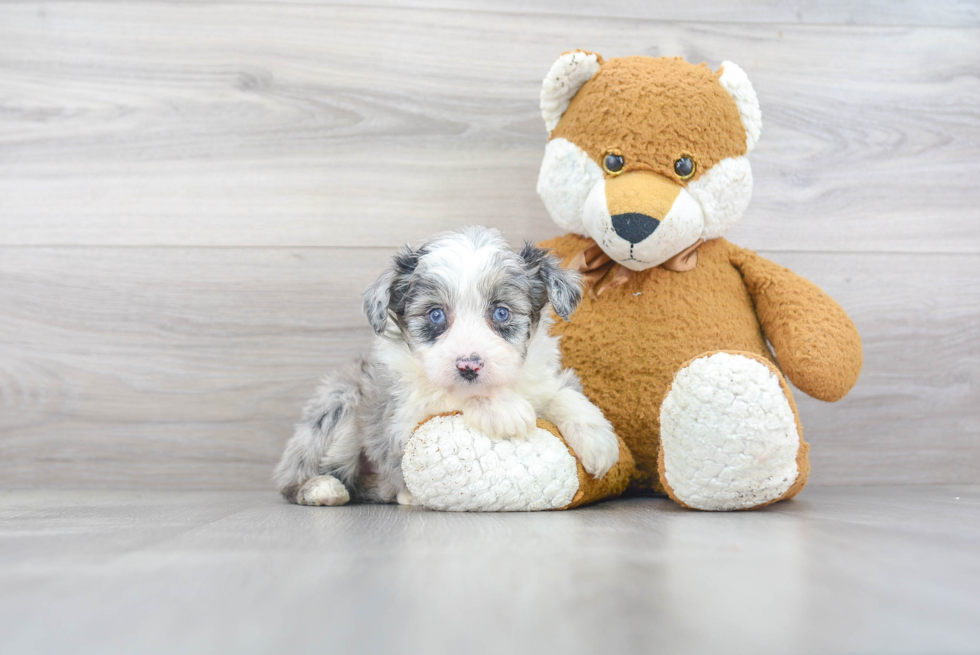 Mini Aussiedoodle Puppy for Adoption