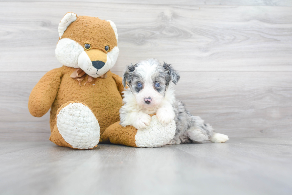 Playful Aussiepoo Poodle Mix Puppy