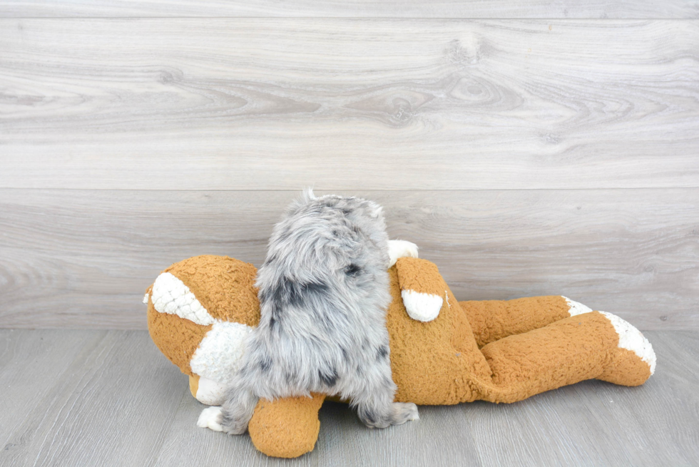 Energetic Aussiepoo Poodle Mix Puppy