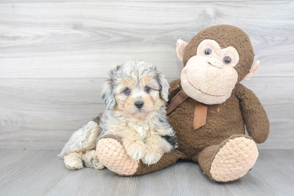 Adorable Aussiepoo Poodle Mix Puppy