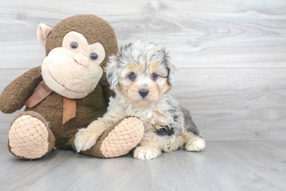 Smart Mini Aussiedoodle Poodle Mix Pup