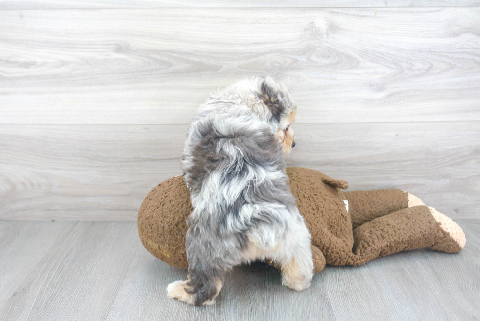 Sweet Mini Aussiedoodle Baby