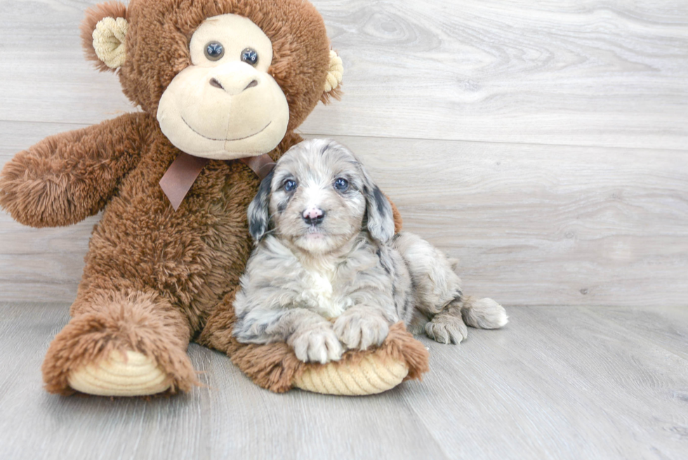 Little Aussiepoo Poodle Mix Puppy