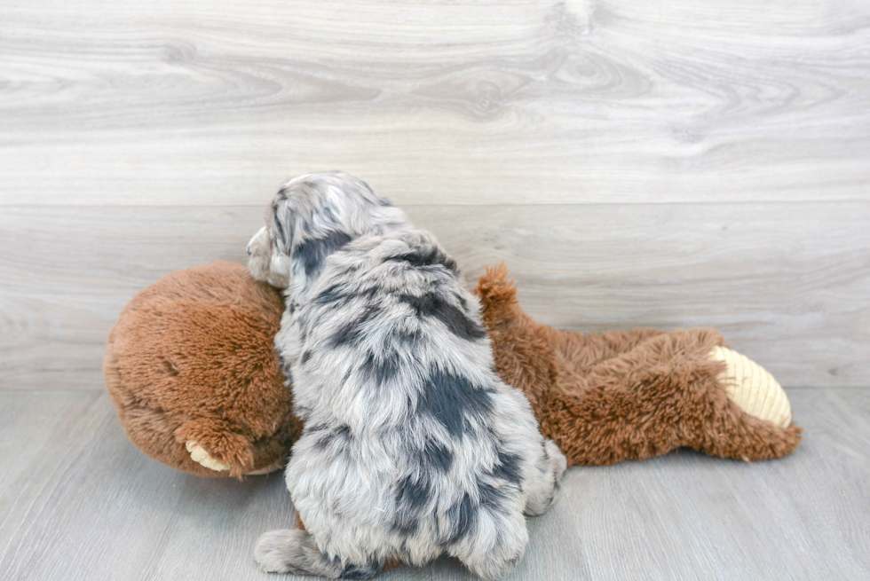 Playful Aussiepoo Poodle Mix Puppy