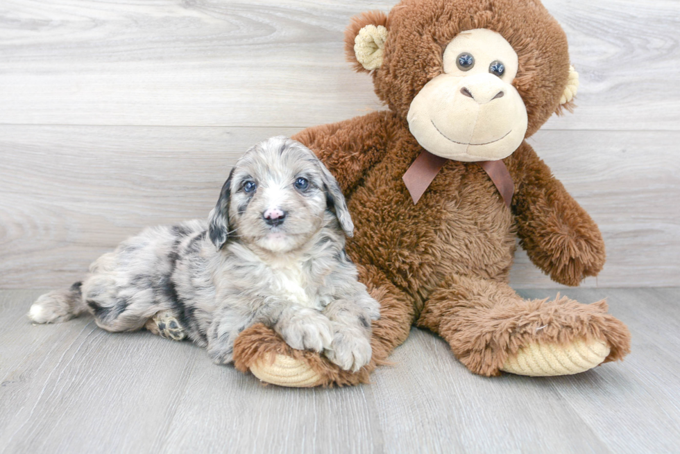 Hypoallergenic Aussiepoo Poodle Mix Puppy