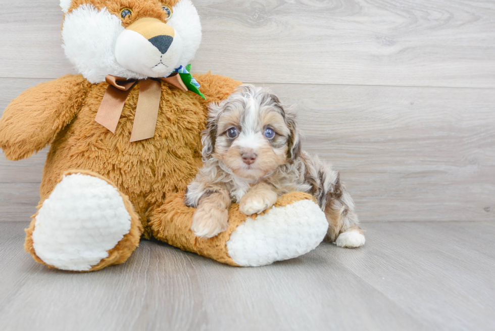 Happy Mini Aussiedoodle Baby